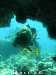 Sweet lips: photo taken @  kuredu Express dive site by Darren Keeble 